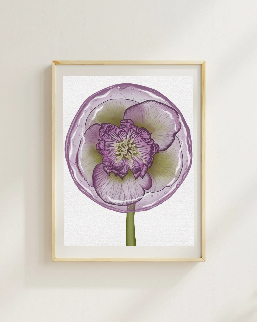 Hellebore Lollipop Art Print