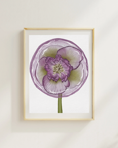Hellebore Lollipop Art Print
