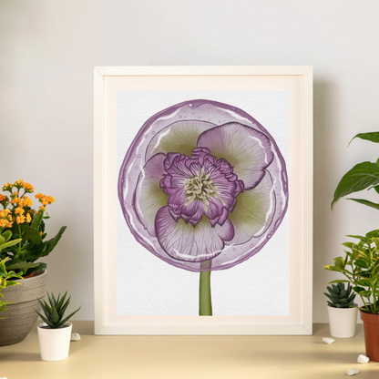 Hellebore Lollipop Art Print